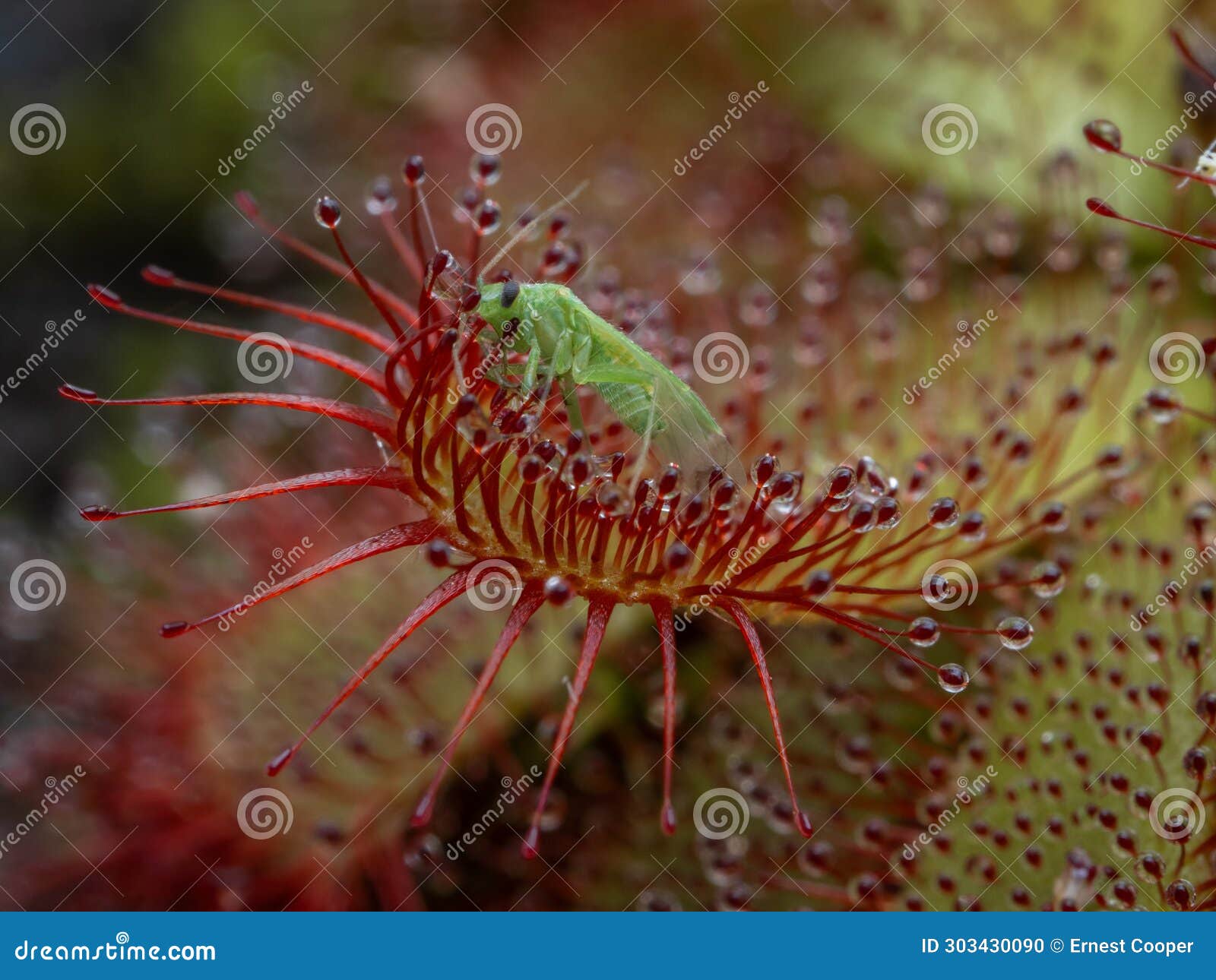p8110031 closeup of a true bug trapped by an alice sundew plant, drosera aliciae, cecp 2023