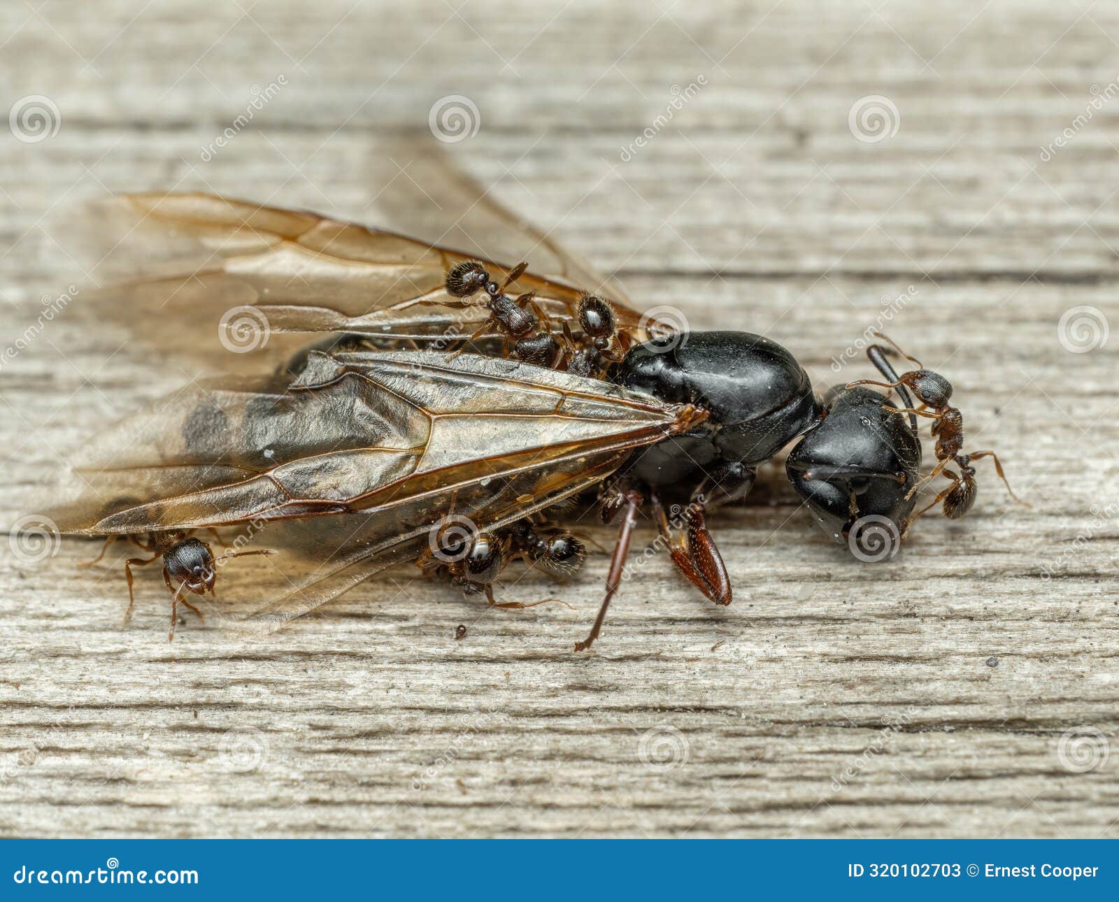 p5110047 pavement ants, tetramorium immigrans, dismembering dead queen carpenter ant, camponotus modoc, cecp 2024