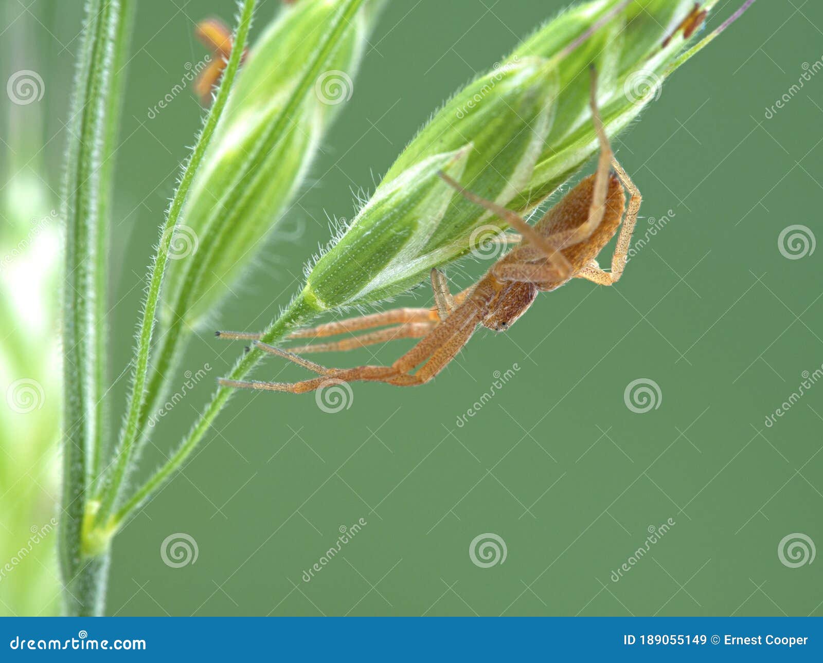 p1010003 pretty crab spider, philodromus rufus,resting on the seeds of a clump of grass cecp 2020