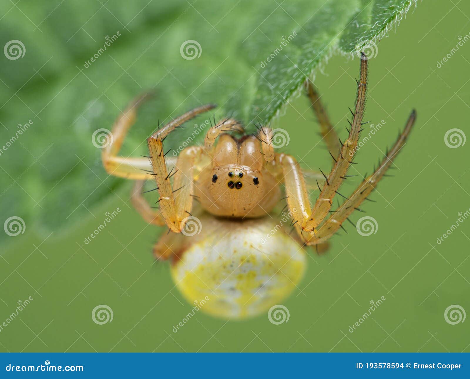 p1010156 pretty sixspotted orbweaver spider, araniella displicata, under a leaf, deas island, bc cecp 2020