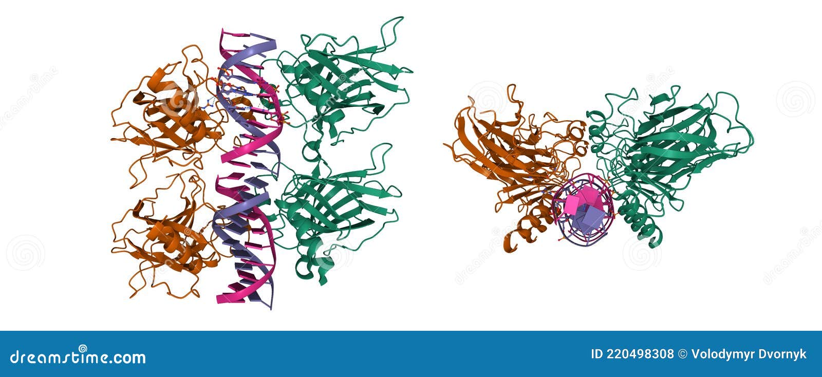 four molecules of the cellular tumor antigen p73 complexed with dna