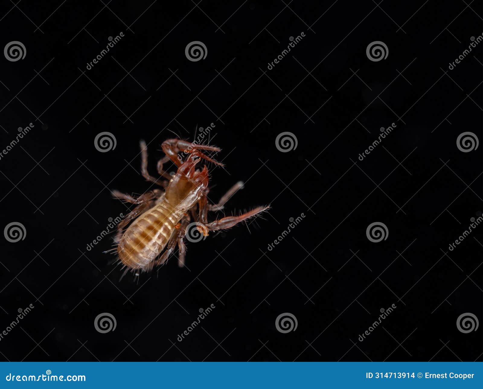 p4130048 pseudoscorpion, apochthonius minimus, grooming,  on black, cecp 2024