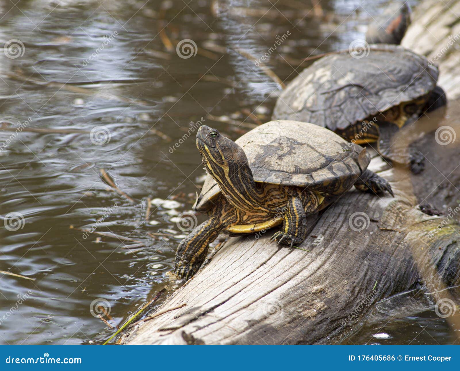 p1010058 red-eared slider turtle, trachemys scripta elegans, ladner, british columbia cecp 2020