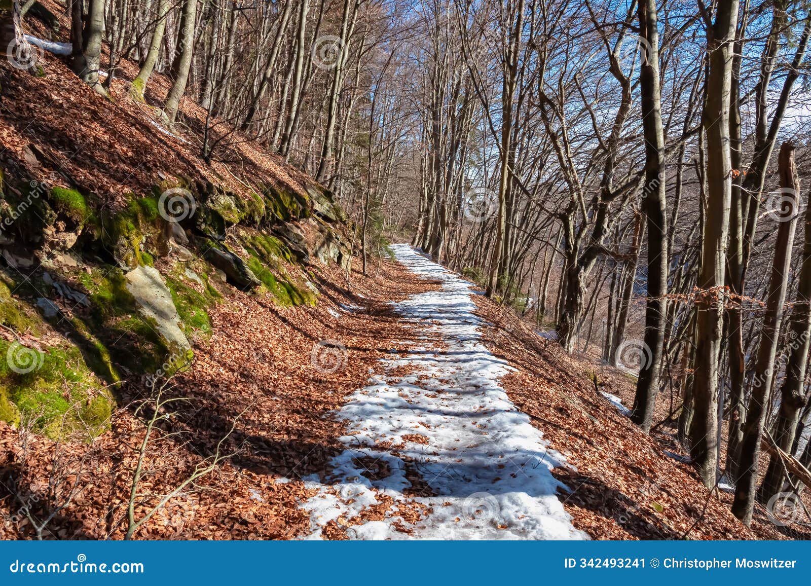 pÅ¡rtschach - winding path covered in snow through idyllic forest in pÅ¡rtschach, carinthia, austria