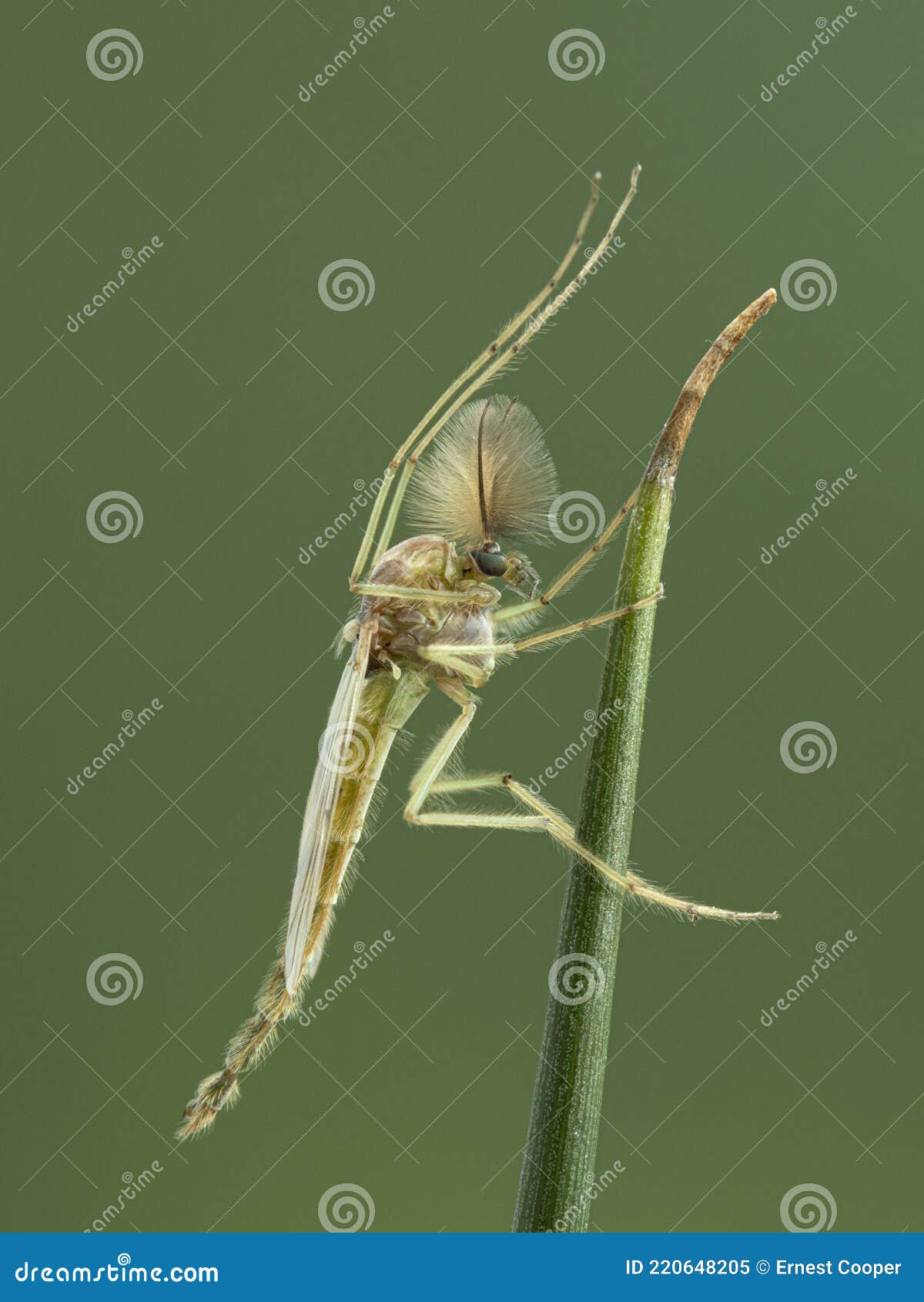 p5160054 side view of a male nonbiting midge chironomid with chacteristic plumose feathery antennae cecp 2021