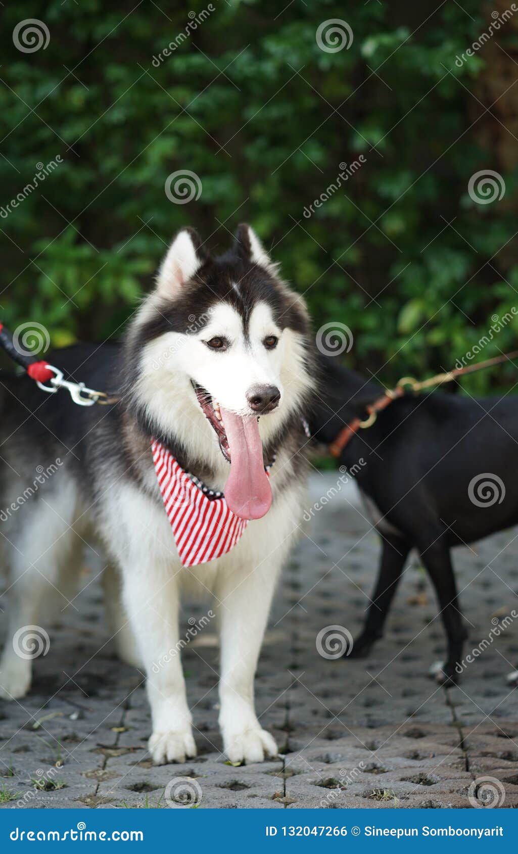 Graves Siberian Huskey Cachorro Perro Corbata para hombres personalizados D6-2 