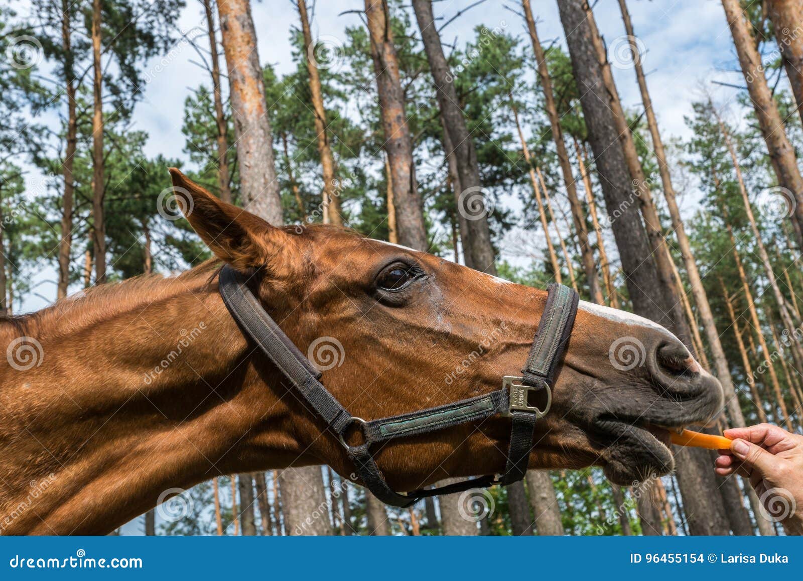 Raffinaderij galblaas Bevoorrecht Paard Die Wortel in Een Bos Eten Stock Foto - Image of mond, dier: 96455154