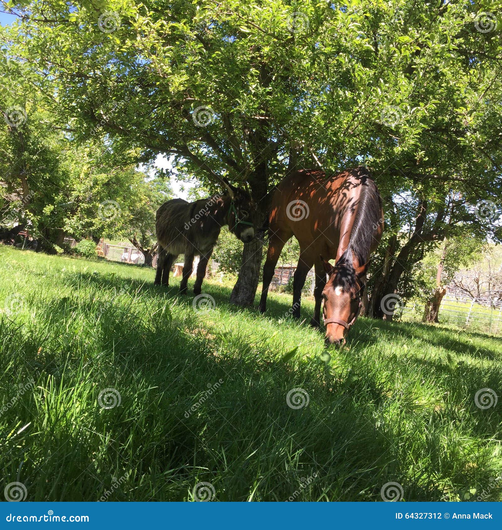 Paard en ezel onder groene boom