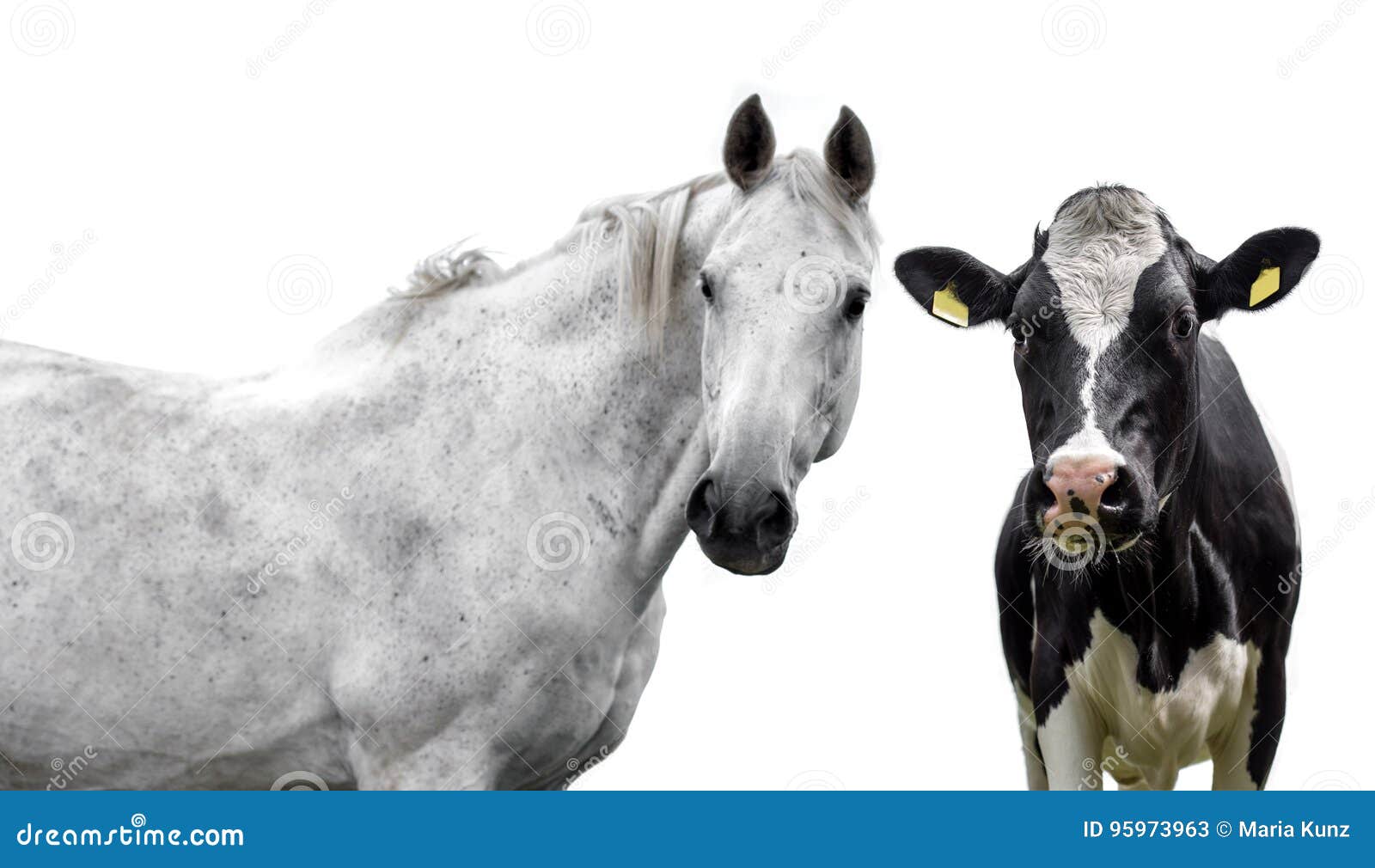 Tenen Bijdragen uitdrukking Paard En Koe Op Een Witte Achtergrond Stock Afbeelding - Image of schepsel,  vogel: 95973963