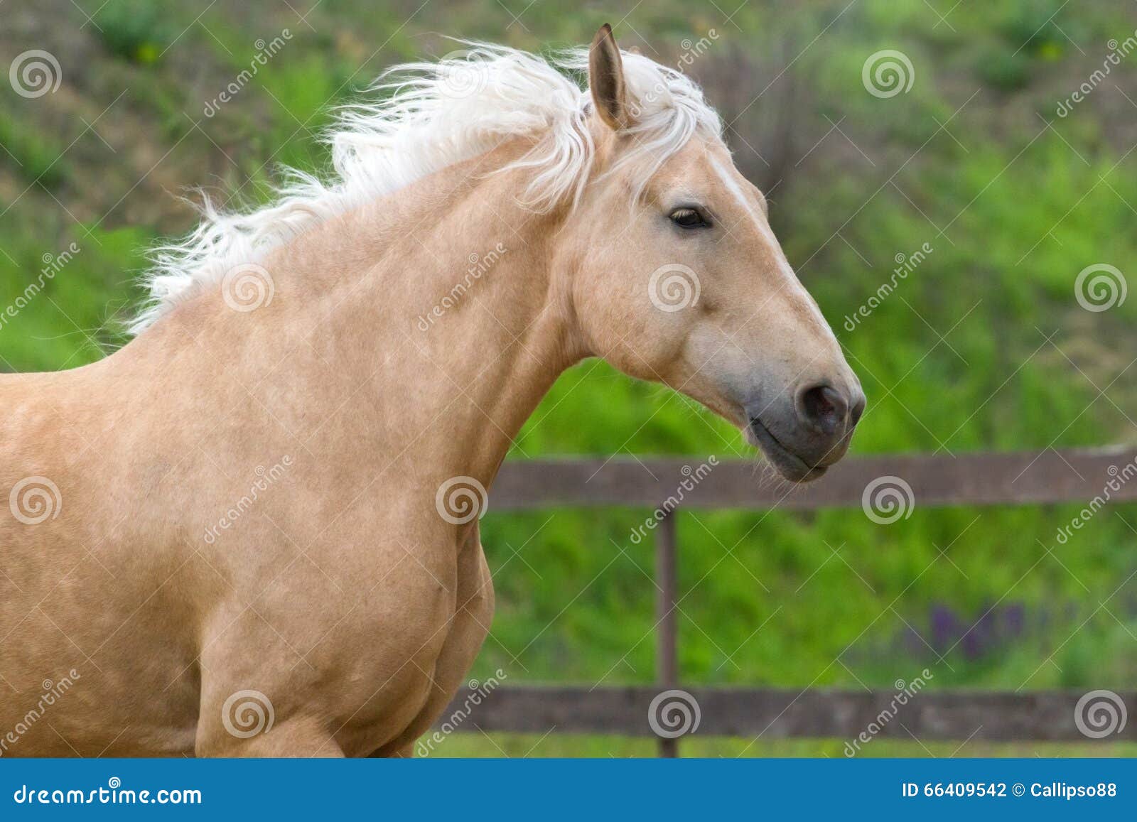 Jasje Uitbreiden Sympathiek Paard met blonde manen stock foto. Image of zomer, gras - 66409542