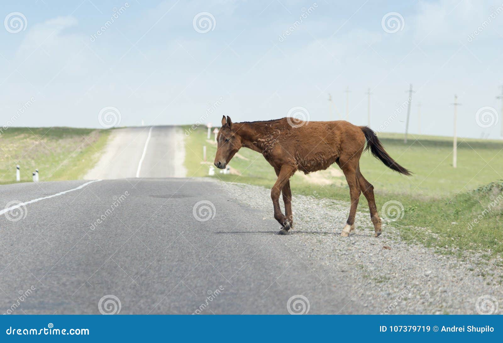 Paard op de weg In het park in aard