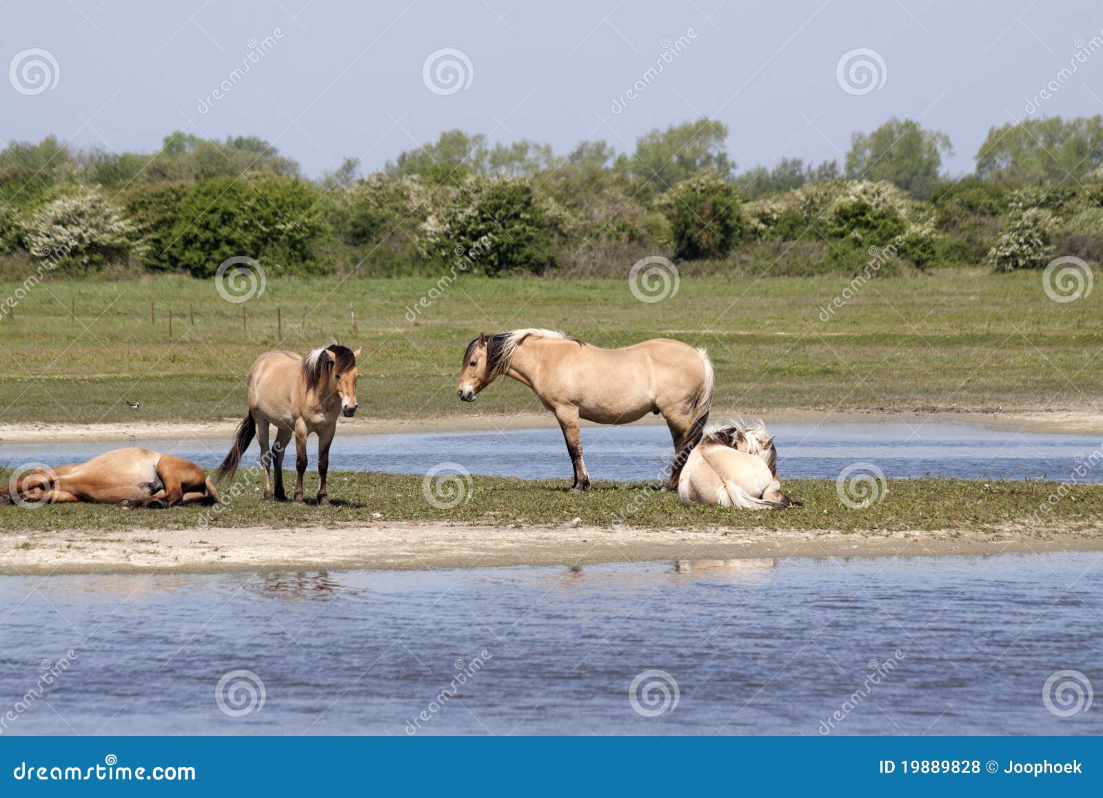 Paarden op een Eiland stock foto. Image of weiland, zomer 19889828