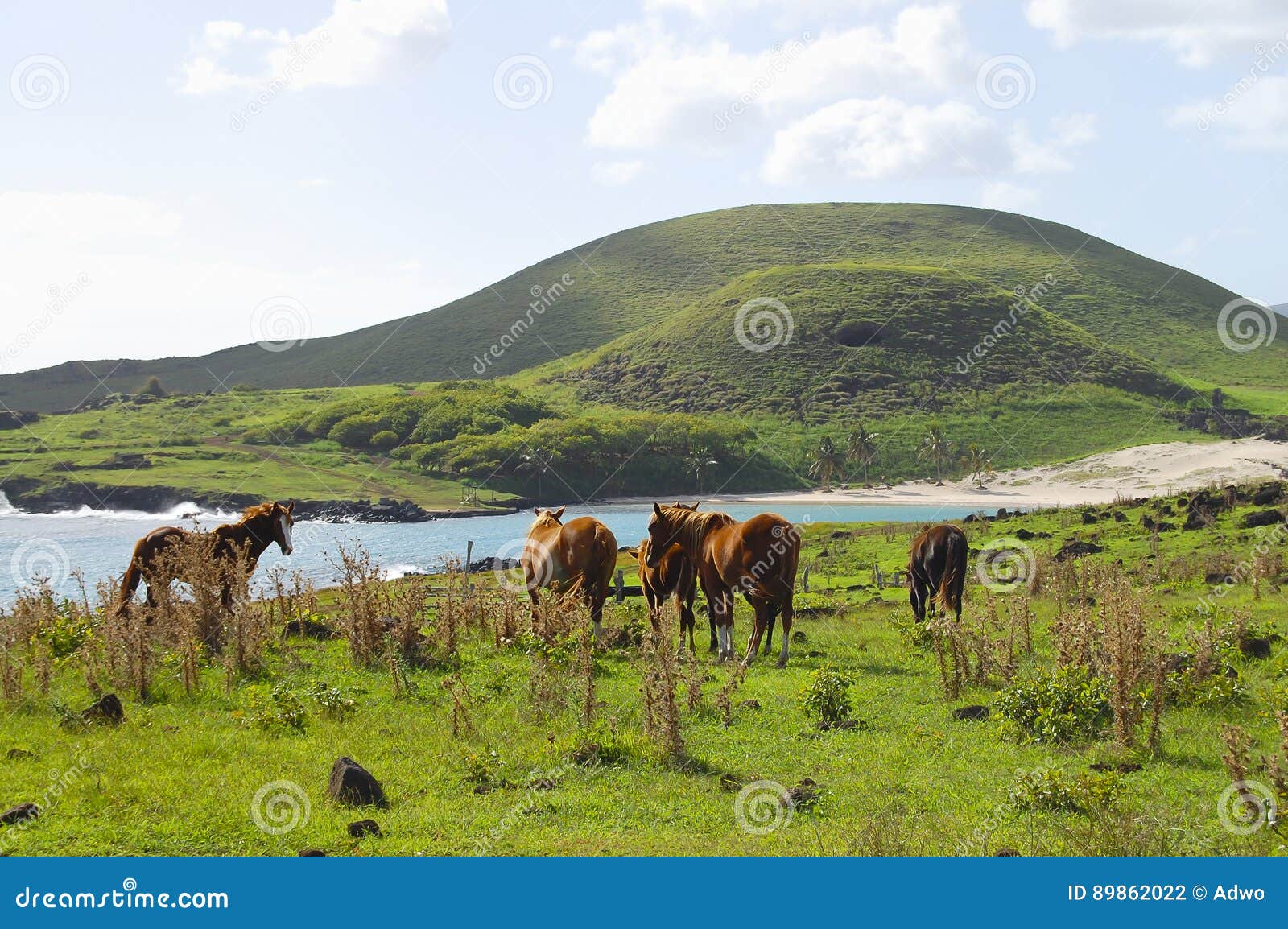 Paarden Op Kustweiland PasenEiland Stock Foto Image of landbouw, kudde 89862022
