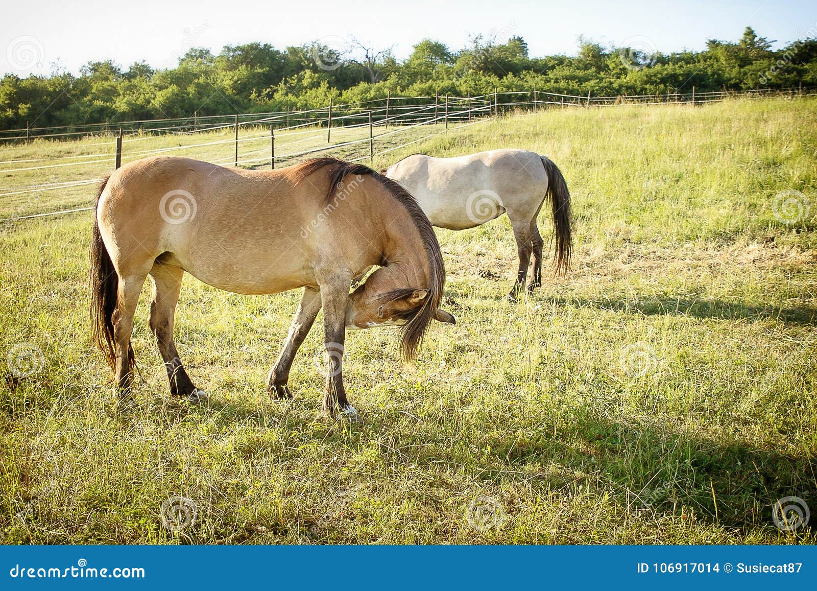 Paarden op weiland. De paarden genieten van een zonnige dag op weiland _zij weiden op de open weide