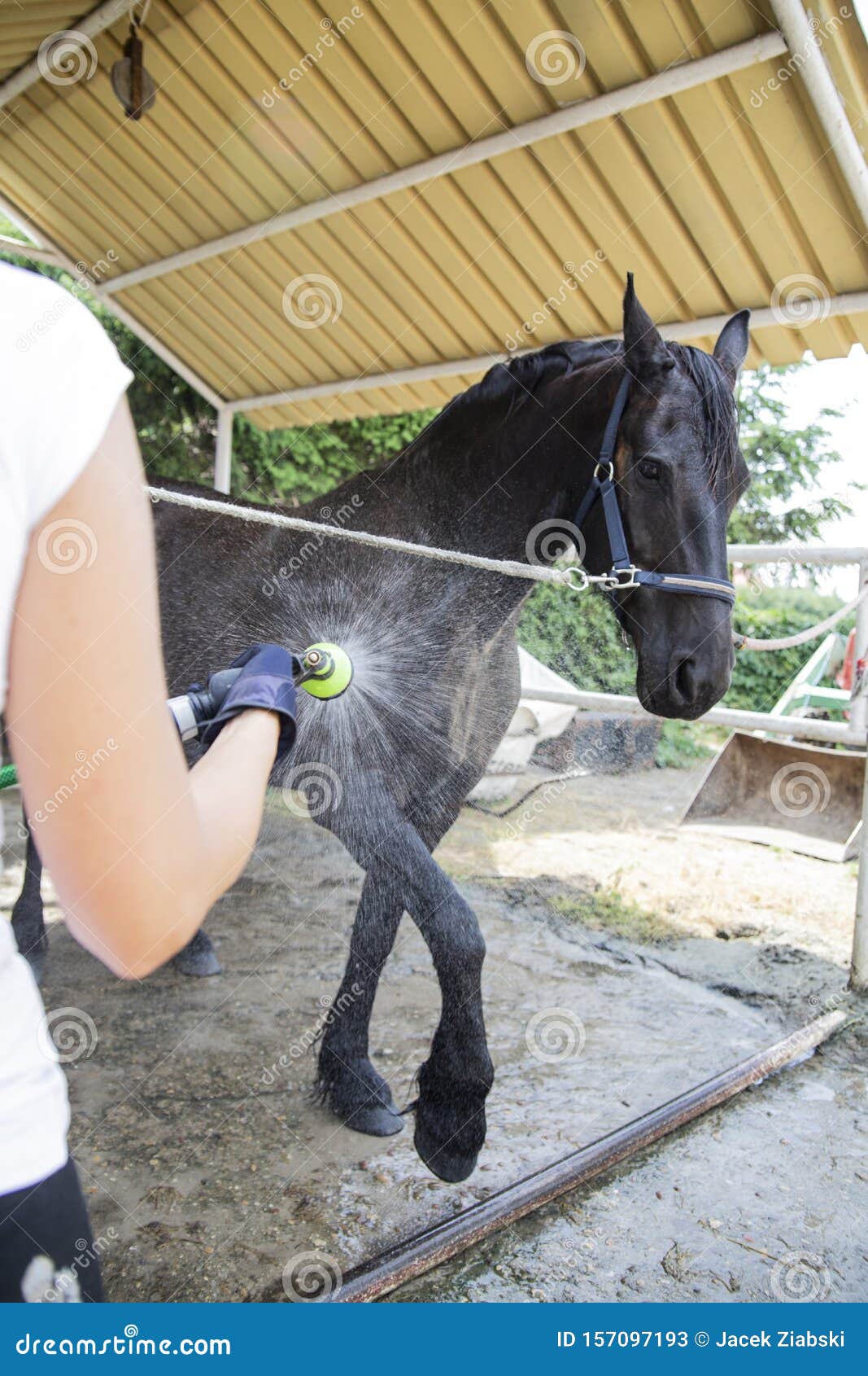 Vermoorden soort aanwijzing Paardenverzorging. Paardenbad. Een Vrouw Maakt Een Paard Schoon Stock  Afbeelding - Image of borstel, paarden: 157097193