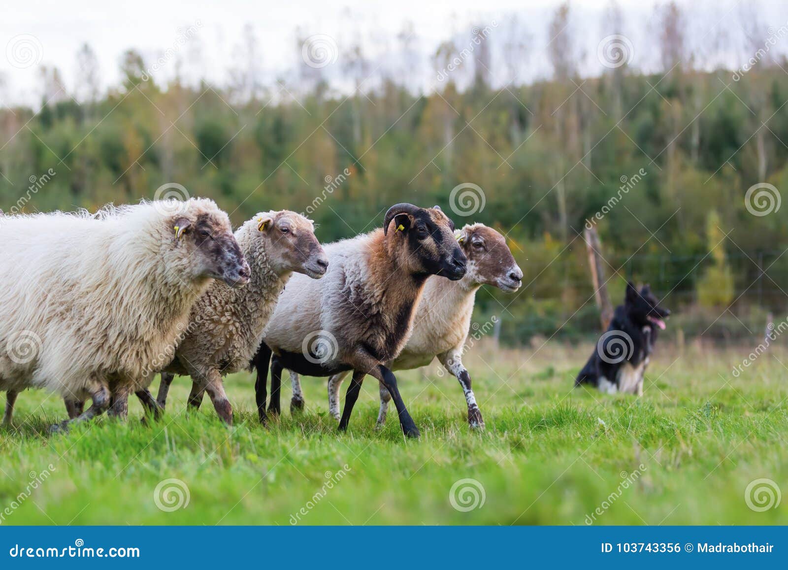 6,040 Cane Pastore E Le Pecore Foto Foto Stock Gratis e RoyaltyFree