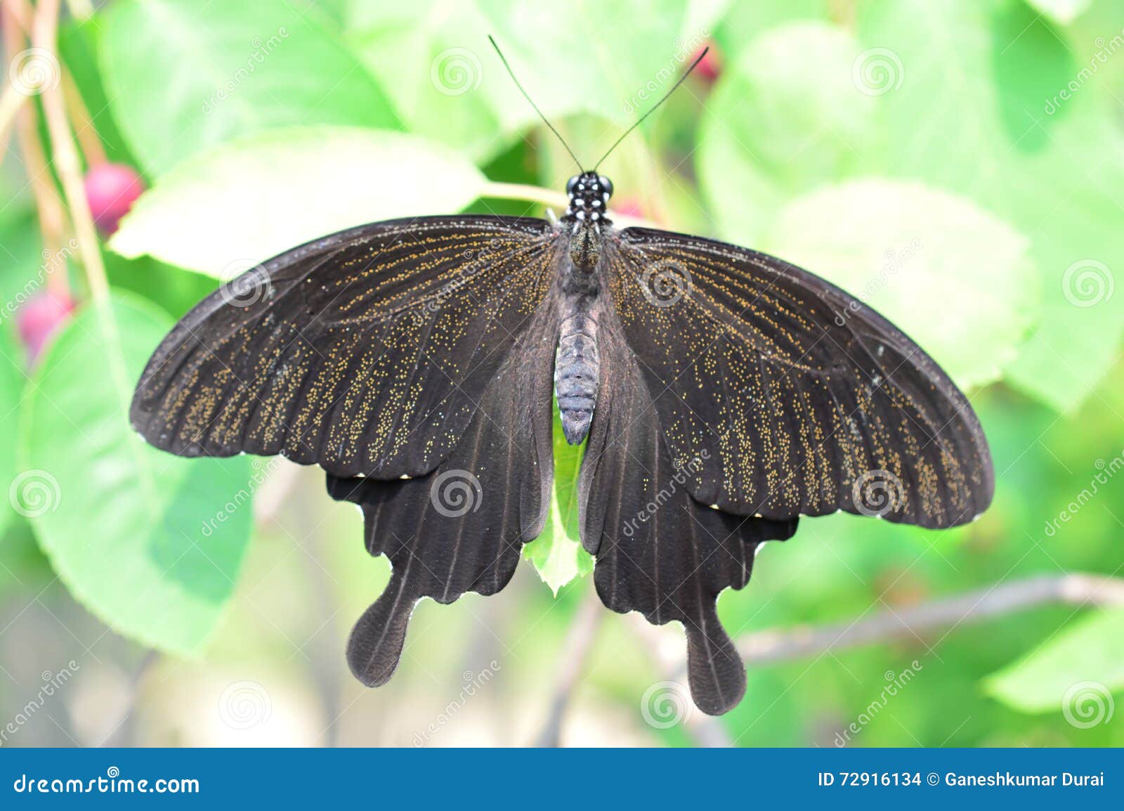 Pachilopta Kotzebuea Butterfly Stock Photo Image Of Bright