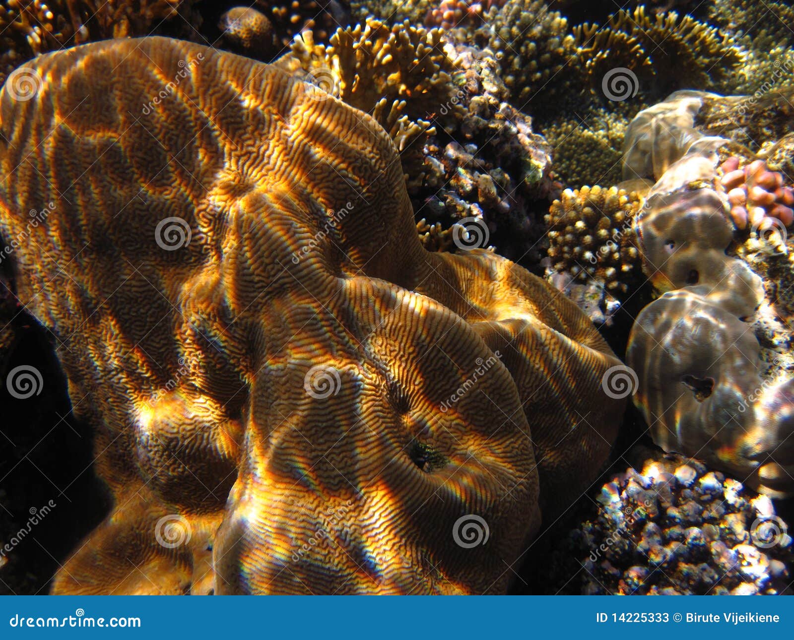 Pachyseris speciosa coral stock image. Image of pachyseris - 14225333