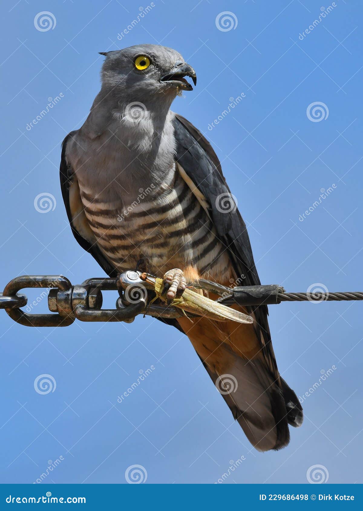 pacific baza on wire with grashopper catch