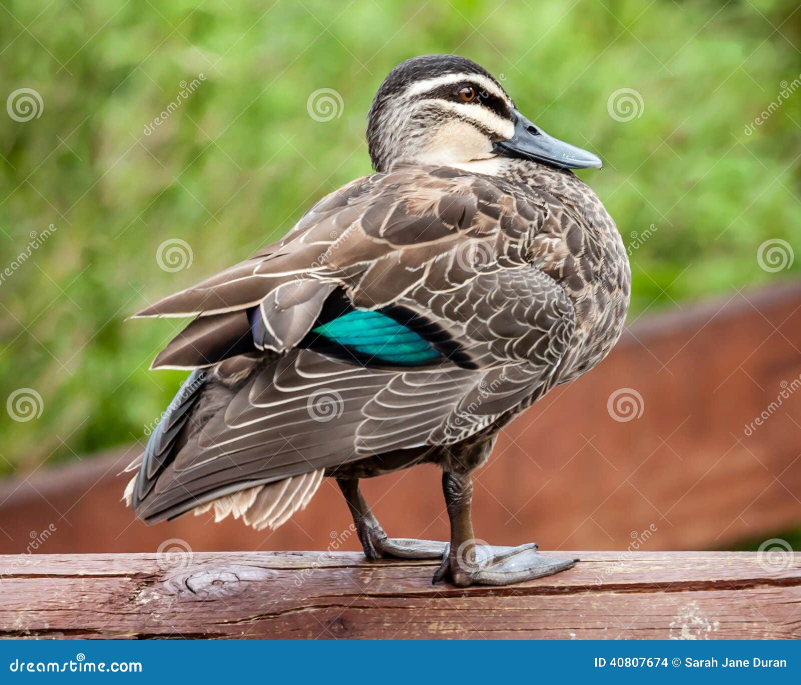 Pacific Black Duck (Anas superciliosa rogersi) Showing Turquoise. Pacific Black Duck (Anas superciliosa rogersi) sitting on a fence showing green turquoise speculum on wing