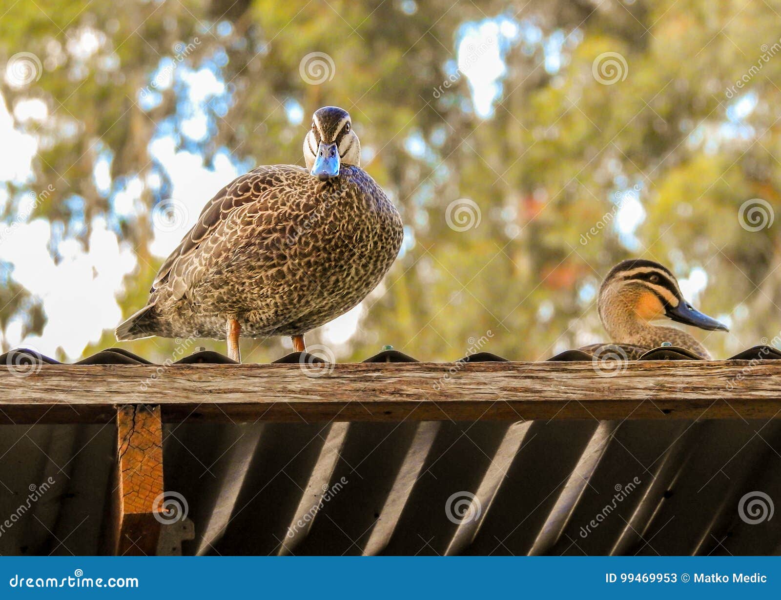 Ducks On The Roof