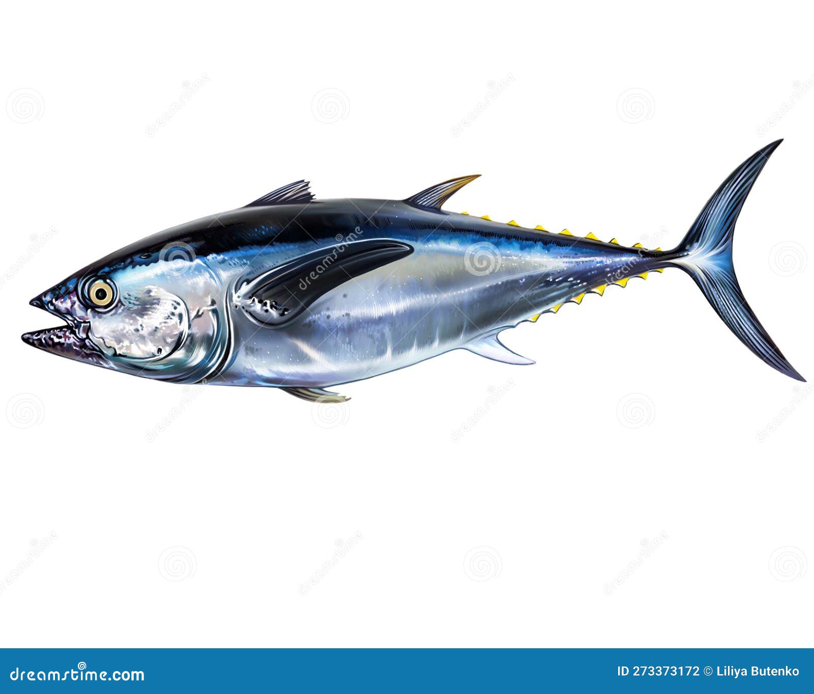 Pacific Bluefin Tuna, Thunnus Orientalis Stock Illustration ...