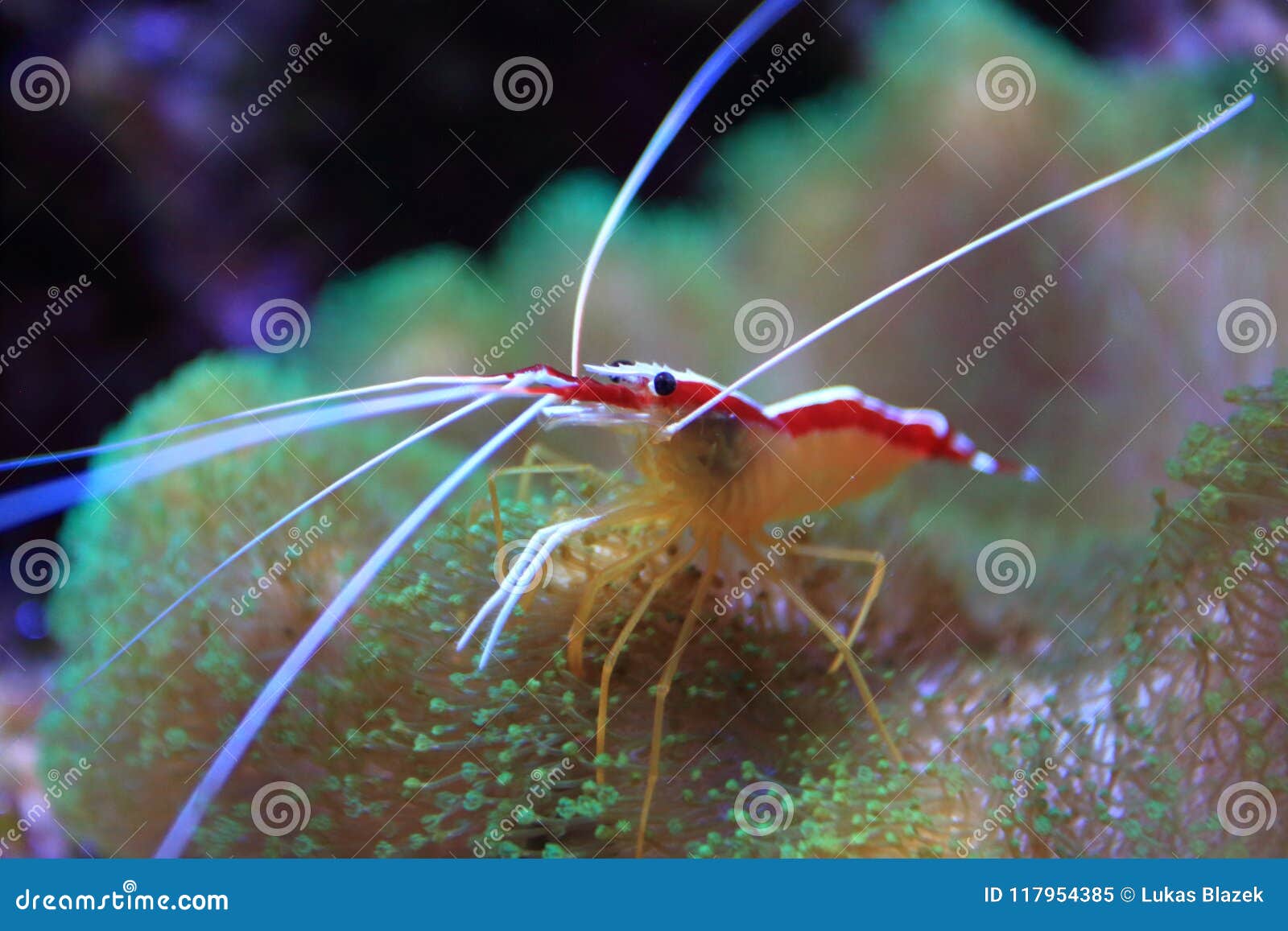 Pacific Cleaner Shrimp Lysmata Amboinensis Nature Sea Ocean Life