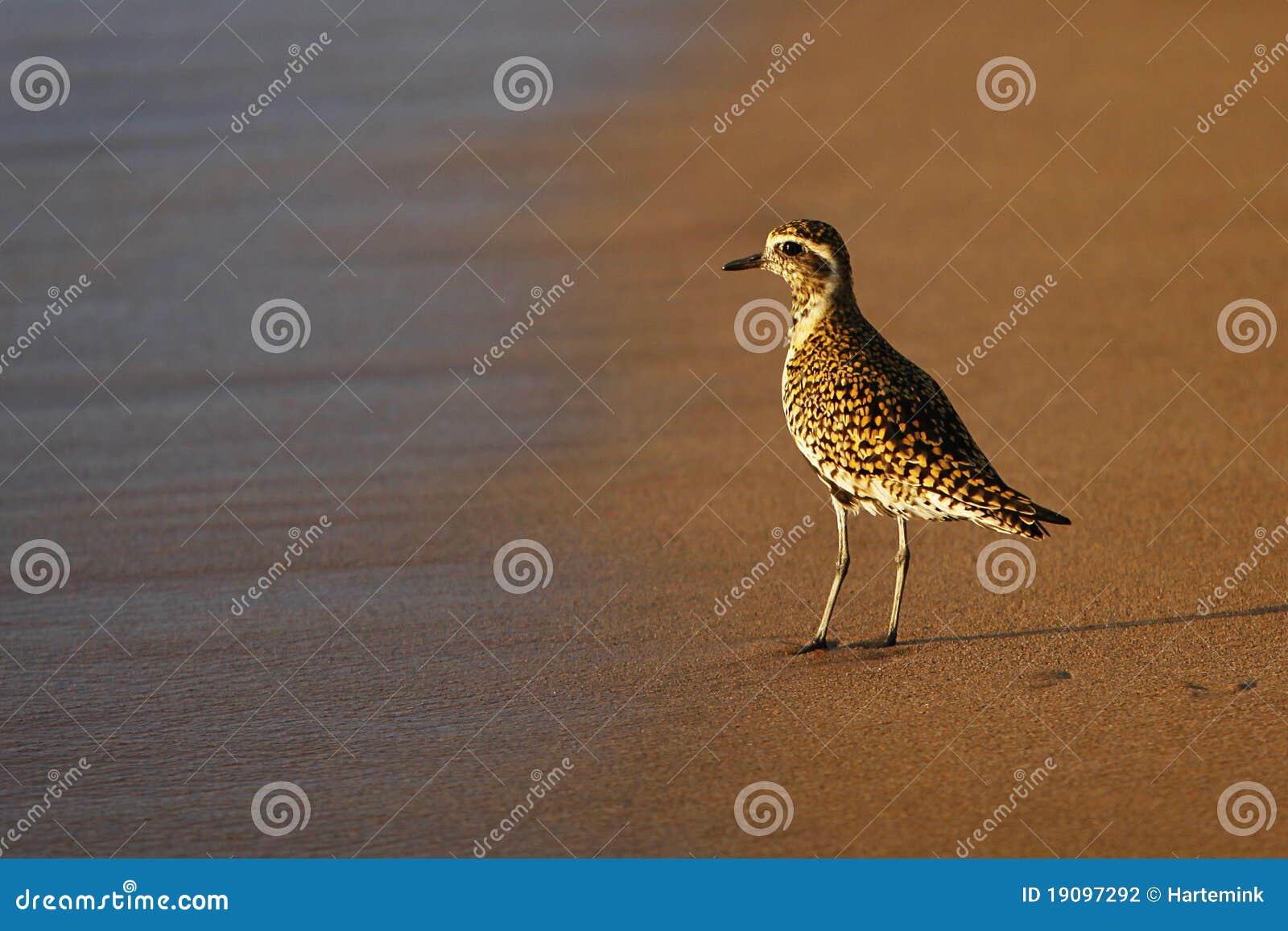 pacific golden plover on beach, maui, hawaii