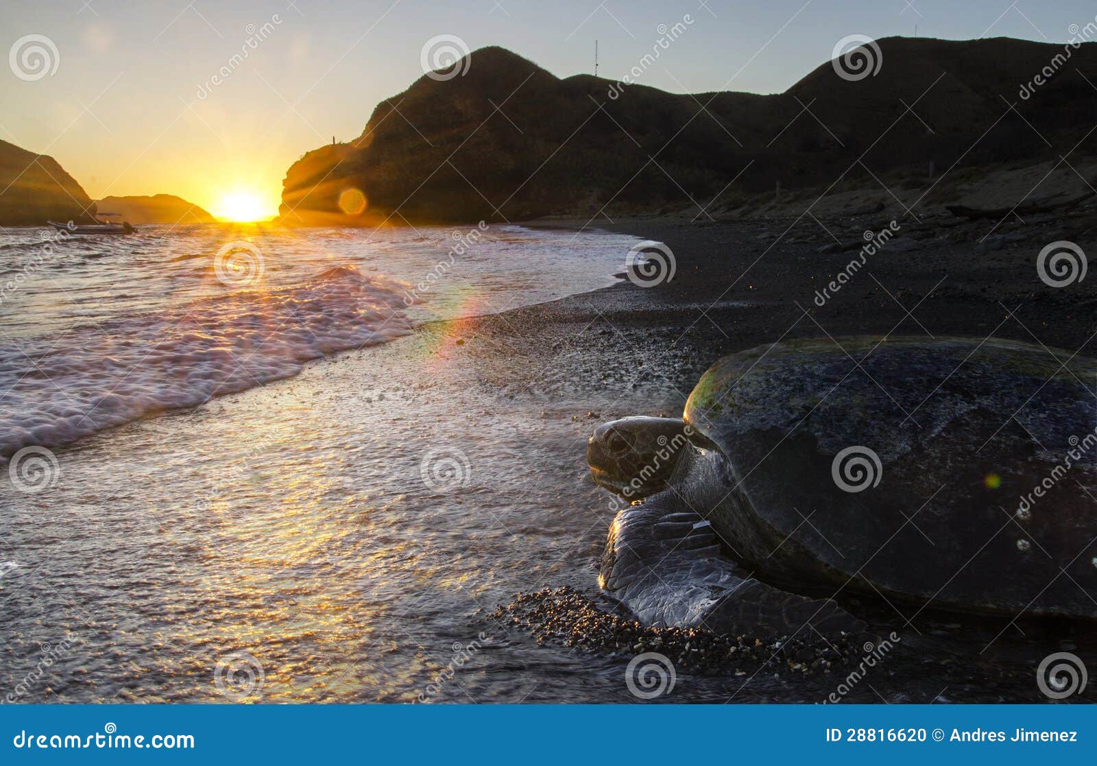 pacific green sea turtle returns to sea at dawn