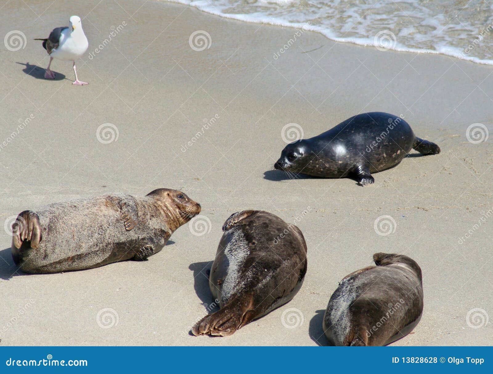 Pacific Harbor Seals on the Beach Stock Photo Image of protection