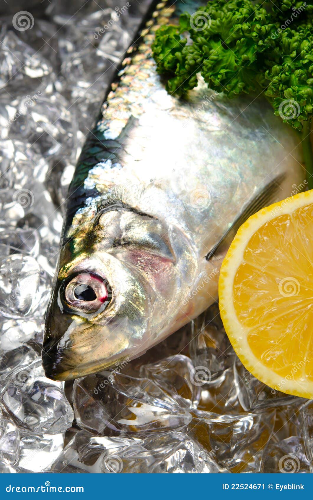 Pacific herring stock image. Image of diet, natural, fish 22524671