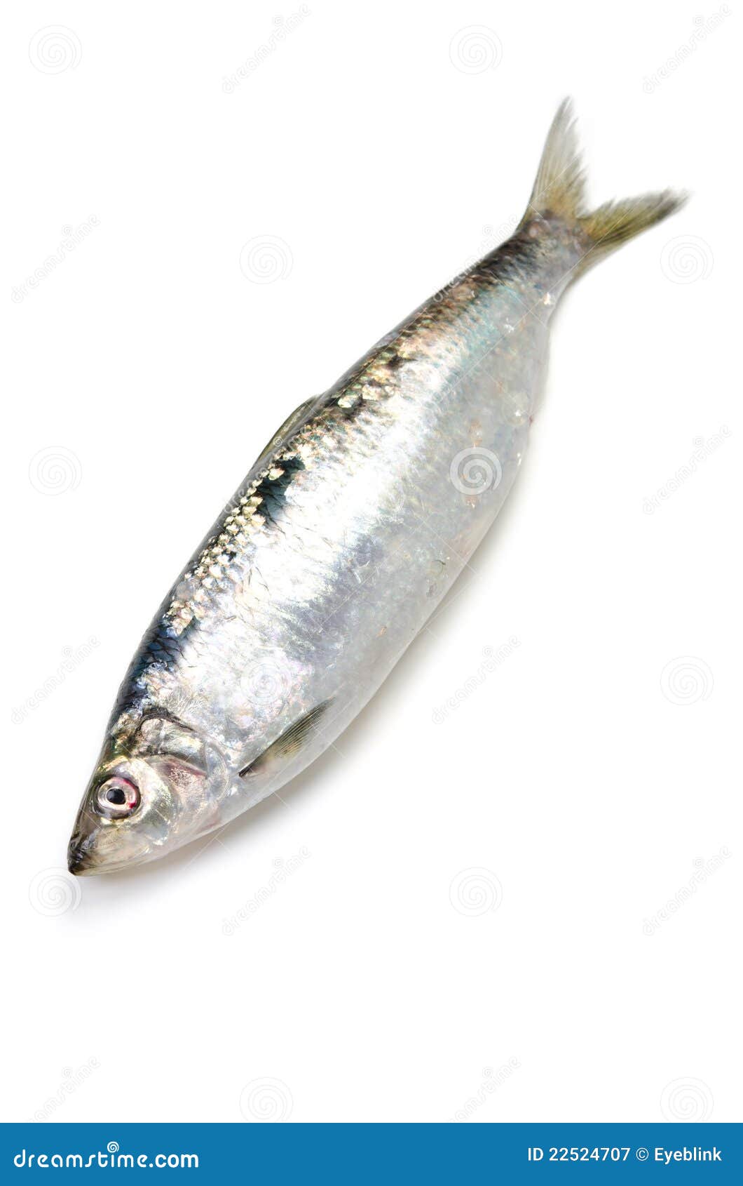 Pacific herring stock image. Image of dish, healthy, pacific 22524707