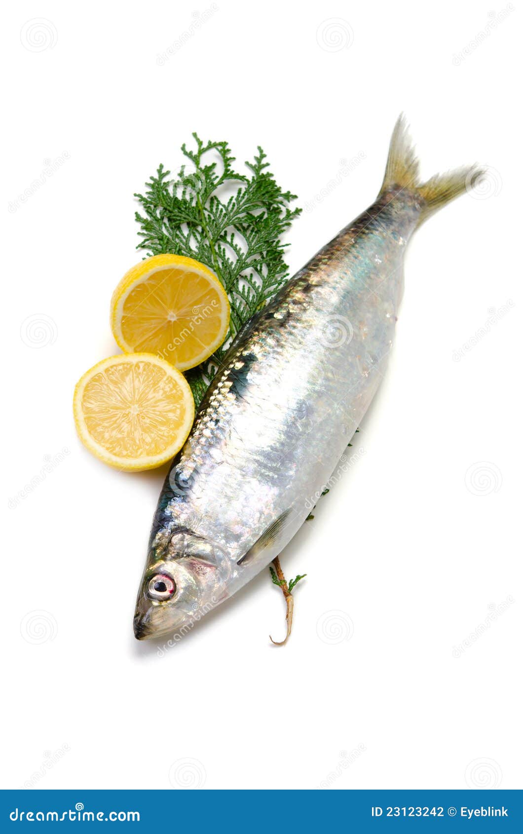 Pacific herring stock photo. Image of food, squama, aquatic 23123242