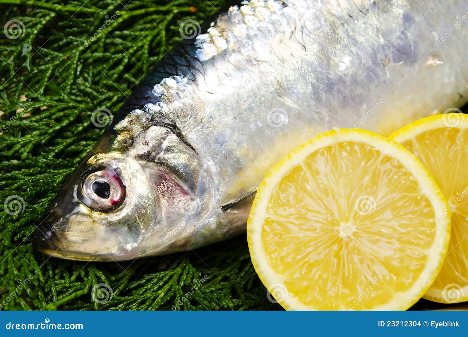Pacific herring stock photo. Image of pacific, diet, seafood 23212304