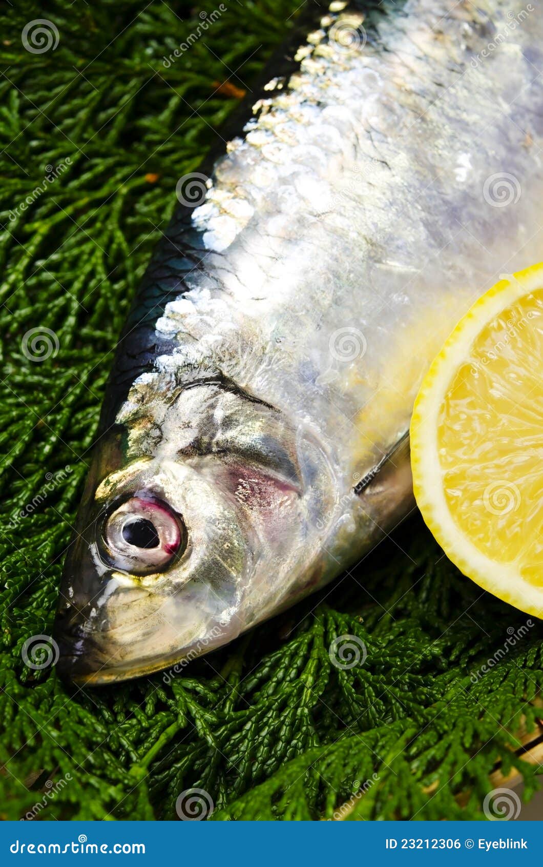 Pacific herring stock photo. Image of vertebrate, eating 23212306