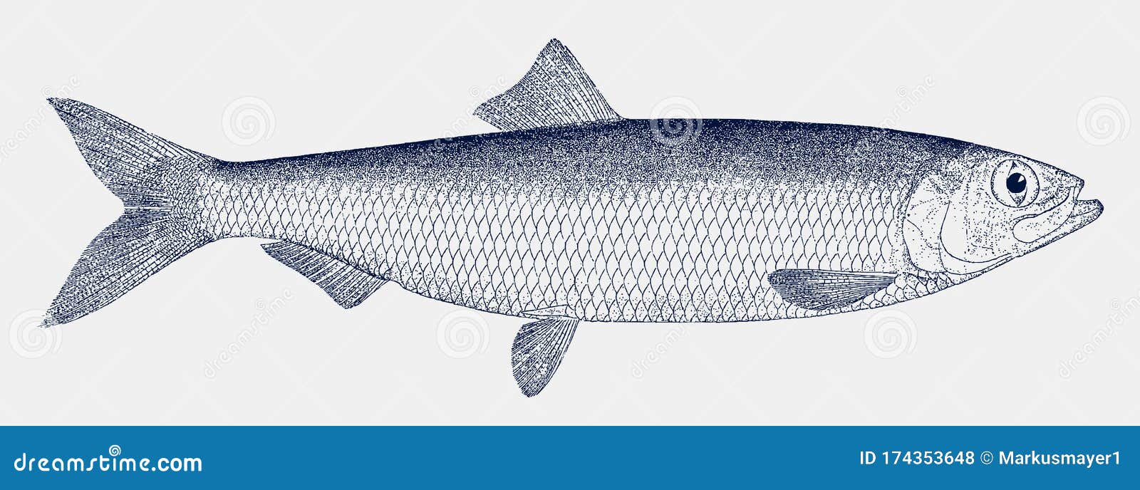 Pacific Herring, an Important Food Fish from the North Pacific Ocean in