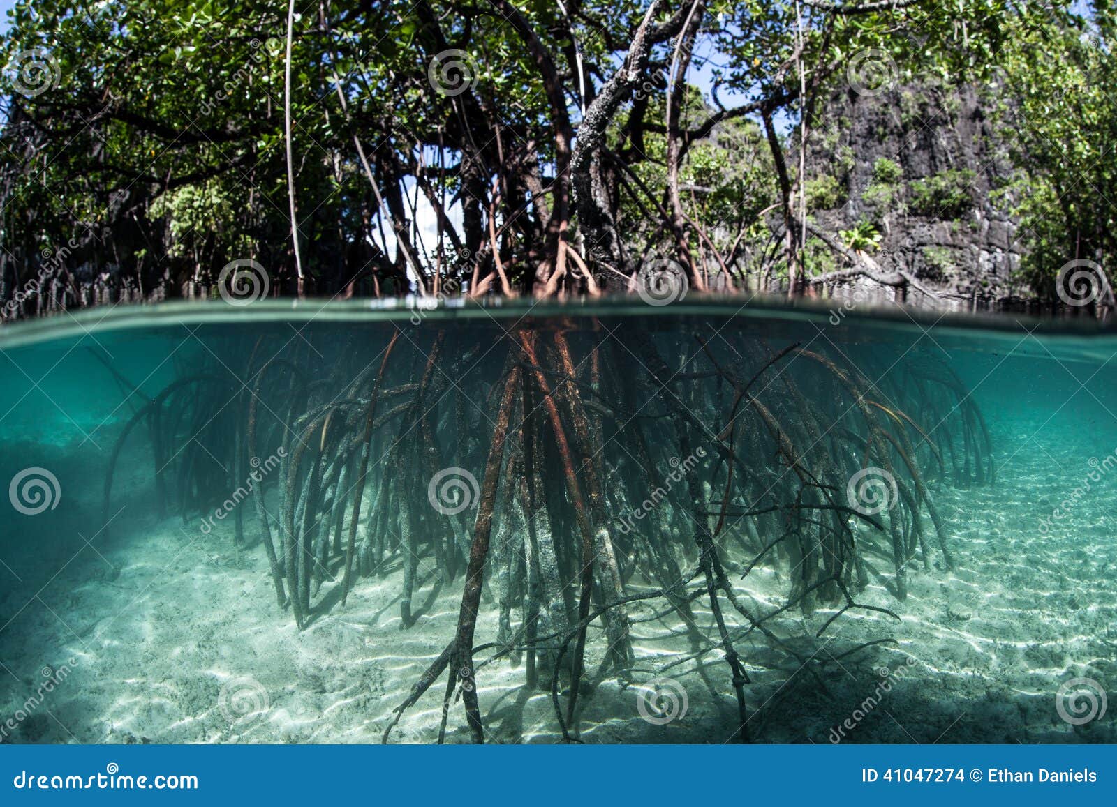 pacific mangrove