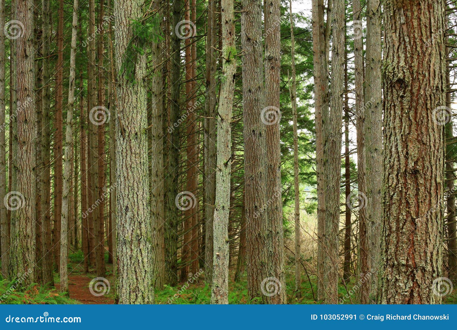 Pacific Northwest Forest and Conifers Stock Image - Image of forest
