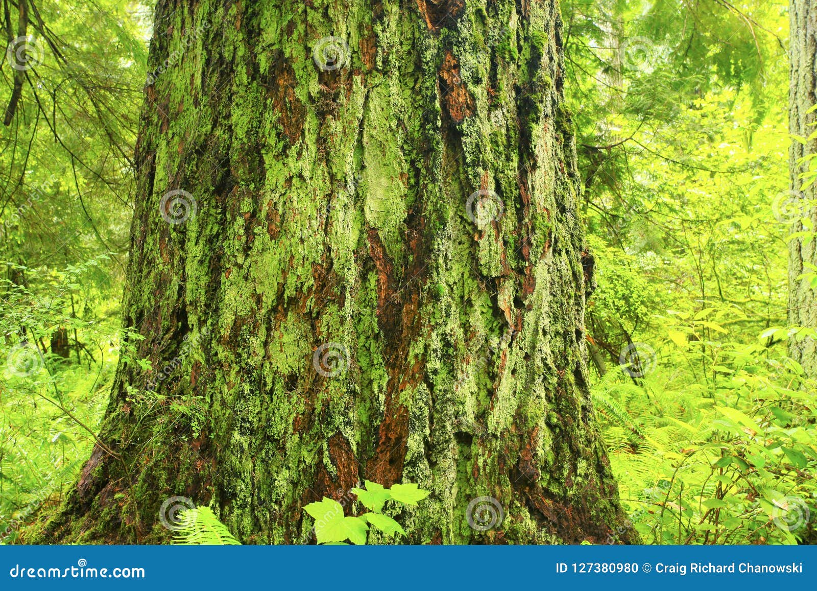 Pacific Northwest Forest And Douglas Fir Trees Stock Photo Image Of Destination Nature 127380980