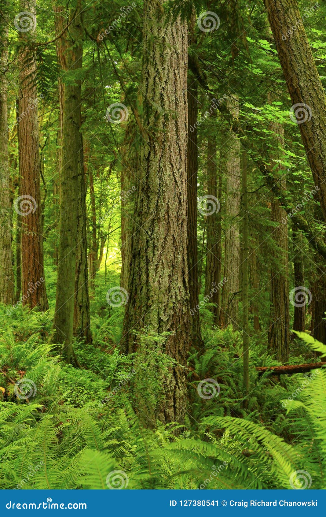 pacific northwest trees pacific northwest trees