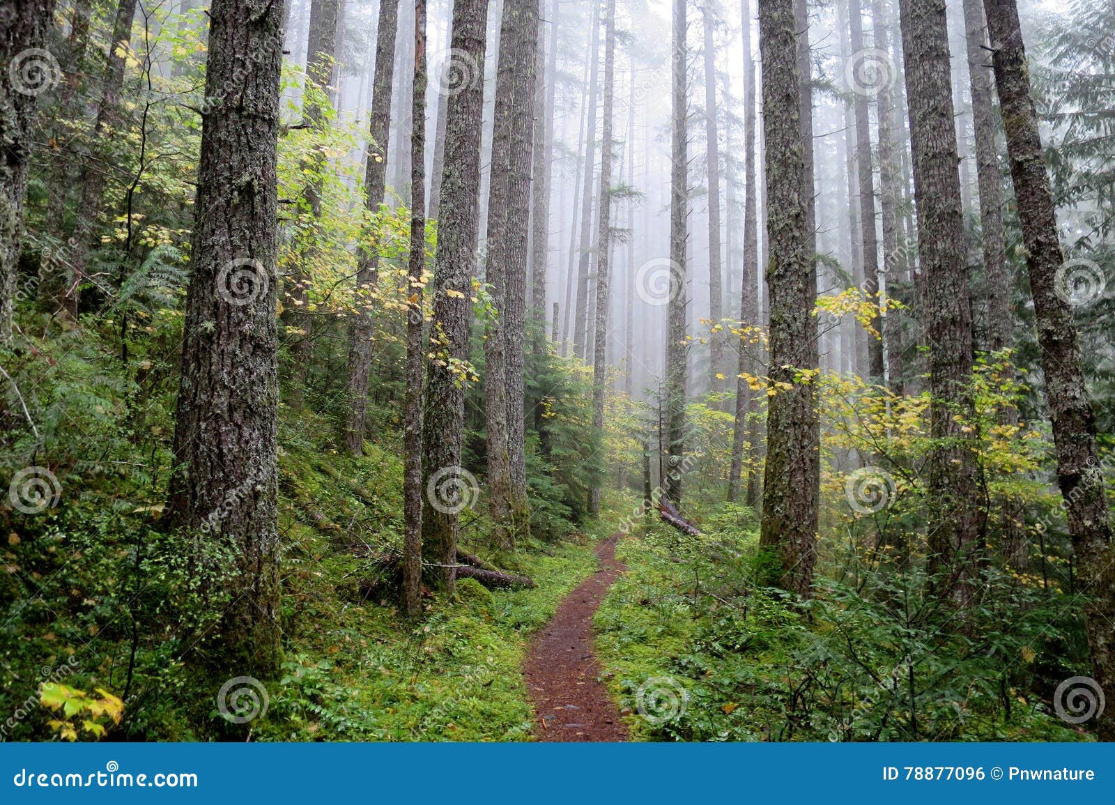 pacific northwest forest trail