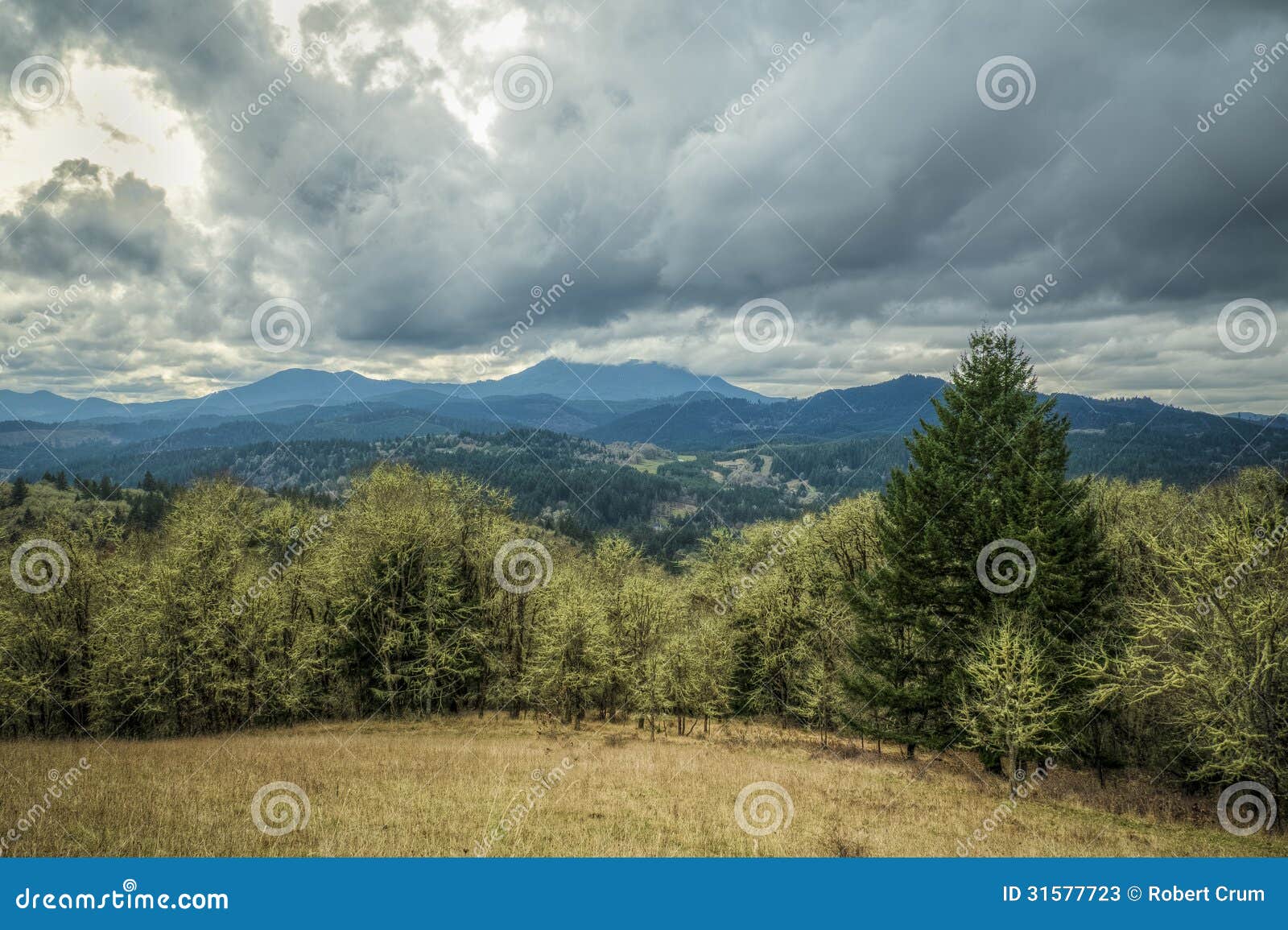 Pacific Northwest Forest in Winter Stock Image Image of nature, rain