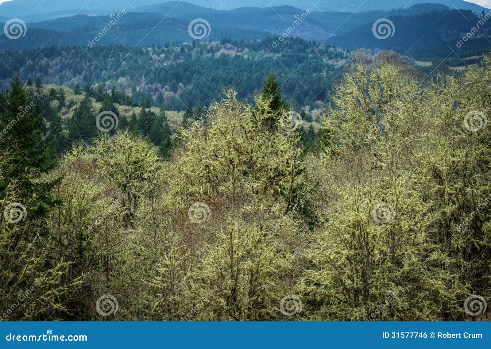 Pacific Northwest Forest in Winter Stock Photo Image of rain, oregon