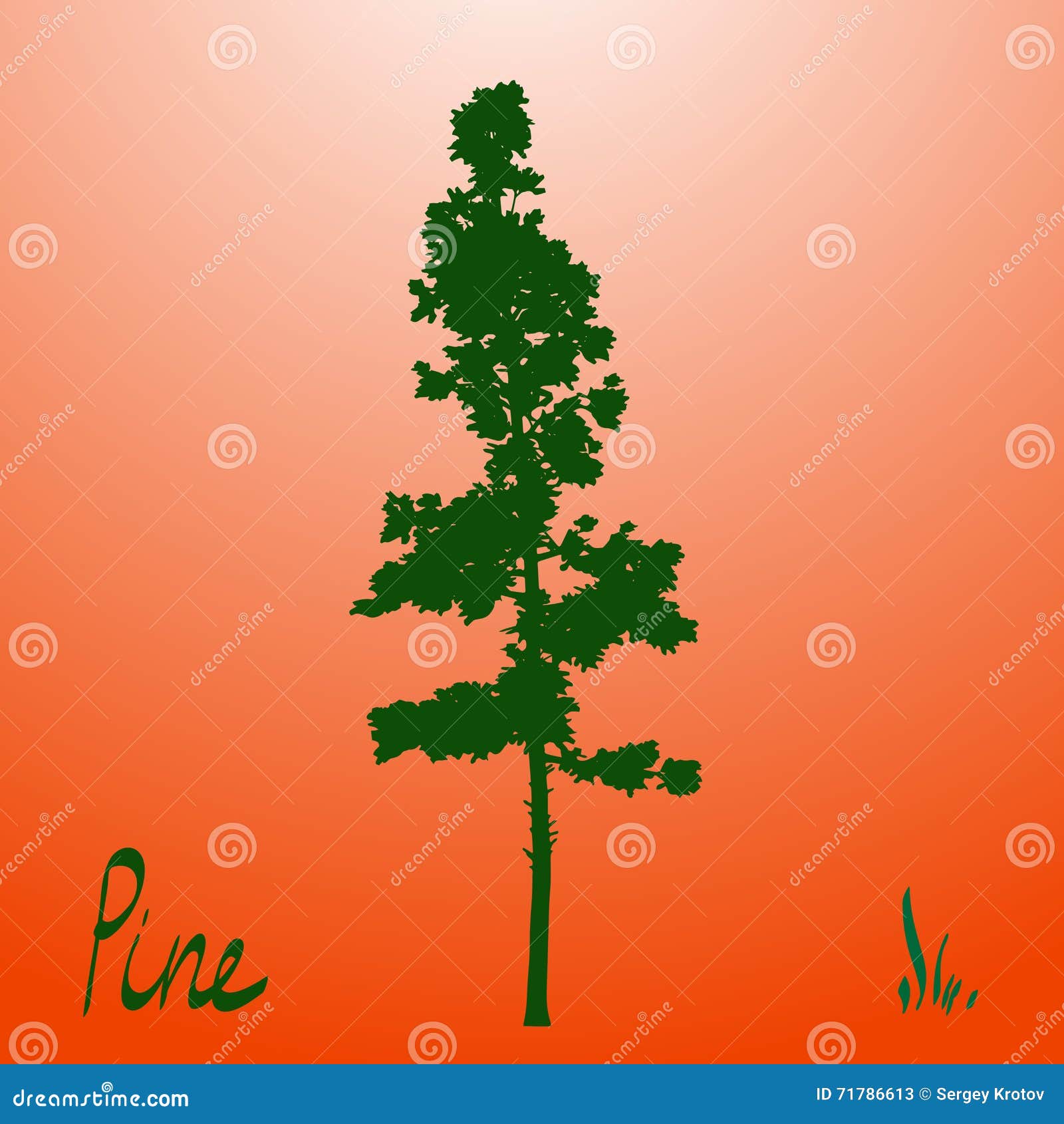 Pacific Northwest Pine Old Growth Evergreen Tree Silhouette Stock