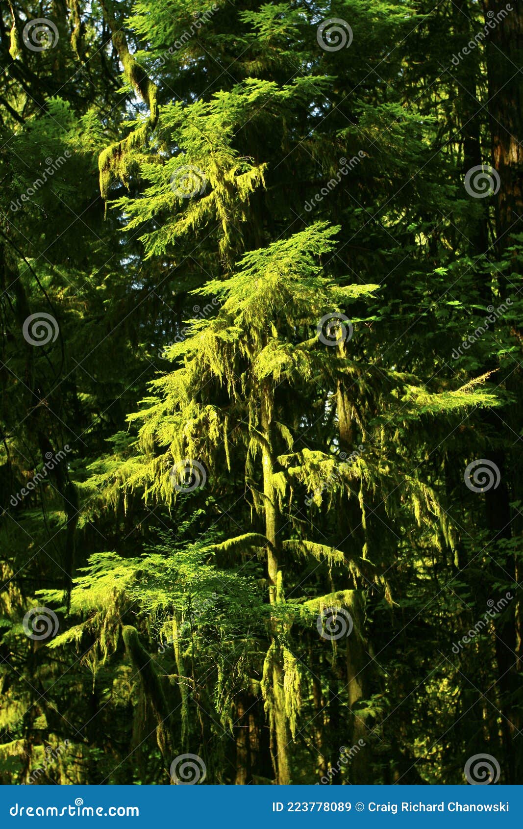 Pacific Northwest Western Hemlock Tree Stock Image Image of woods, plants 223778089