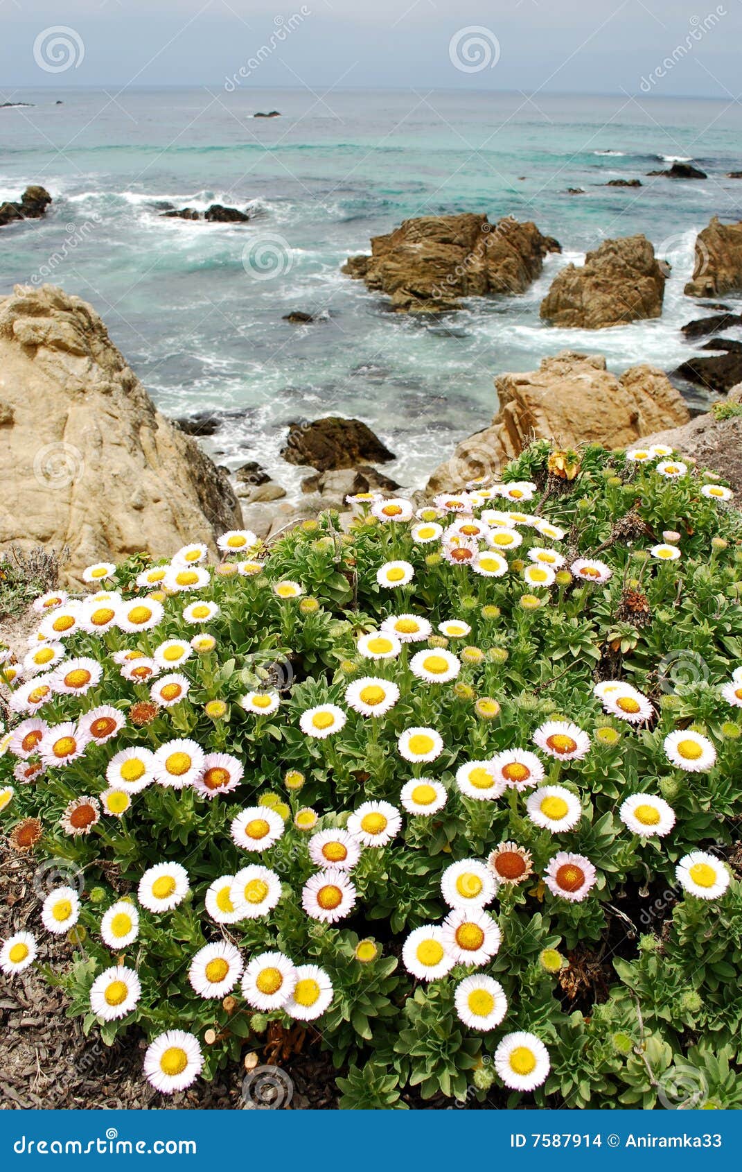 Pacific Ocean Flowers stock photo. Image of waves, flowers 7587914