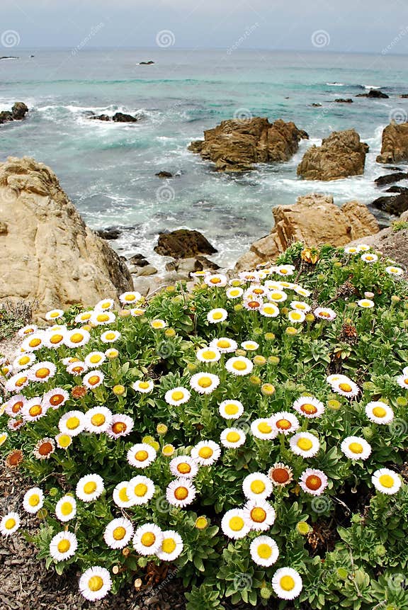 Pacific Ocean Flowers stock photo. Image of green, nature 7587914