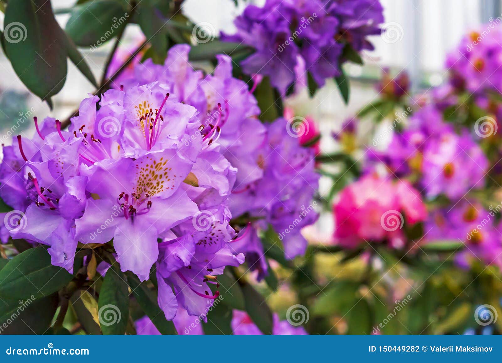 Pacific Rhododendron Rhododendron Macrophyllum Is A Large Leaved Species Of Rhododendron Native To The Pacific Coast Of North Stock Photo Image Of Delicate Park 150449282