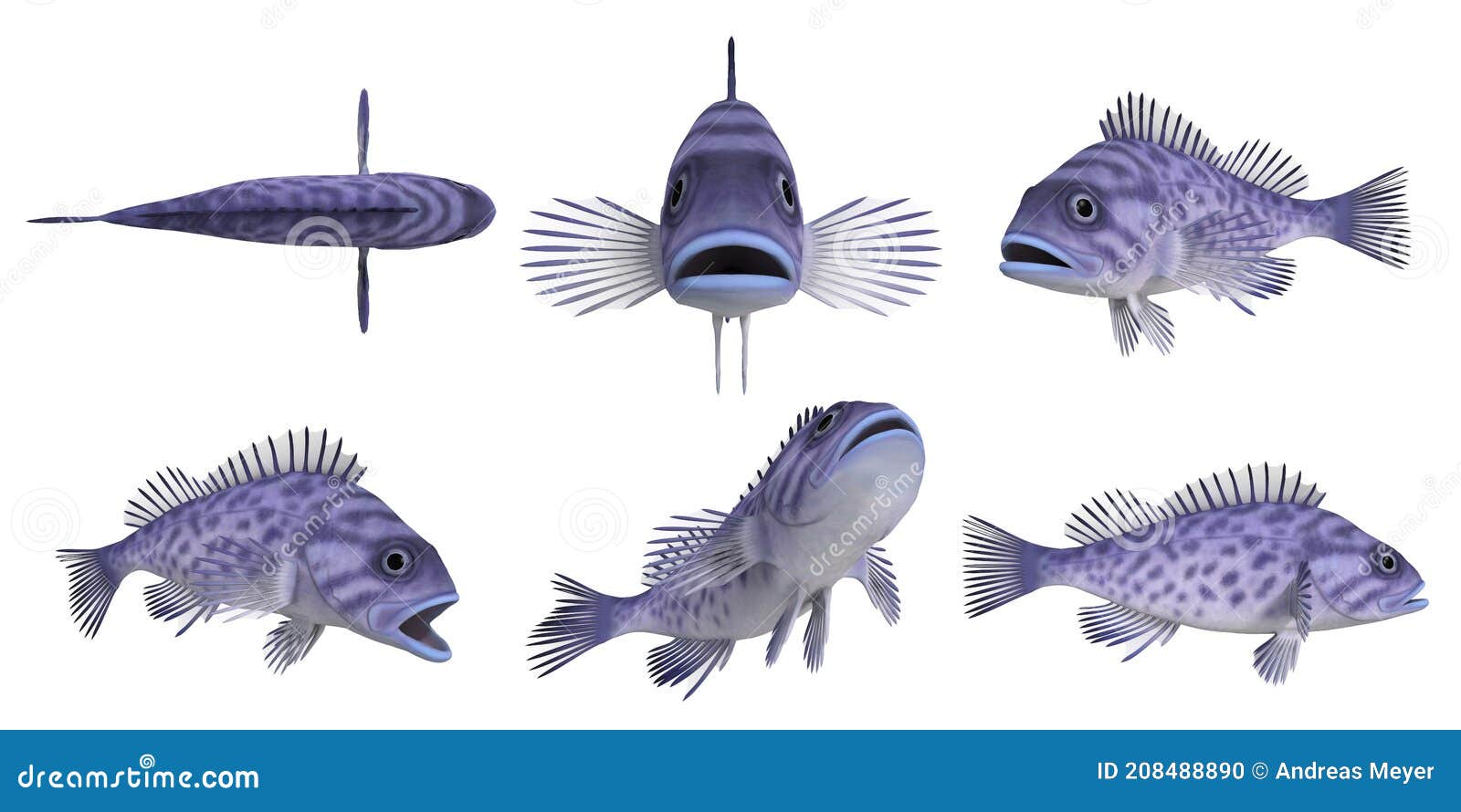 Pacific Rock Fish blue Rockfish_sebastes Mystinus Stock Illustration