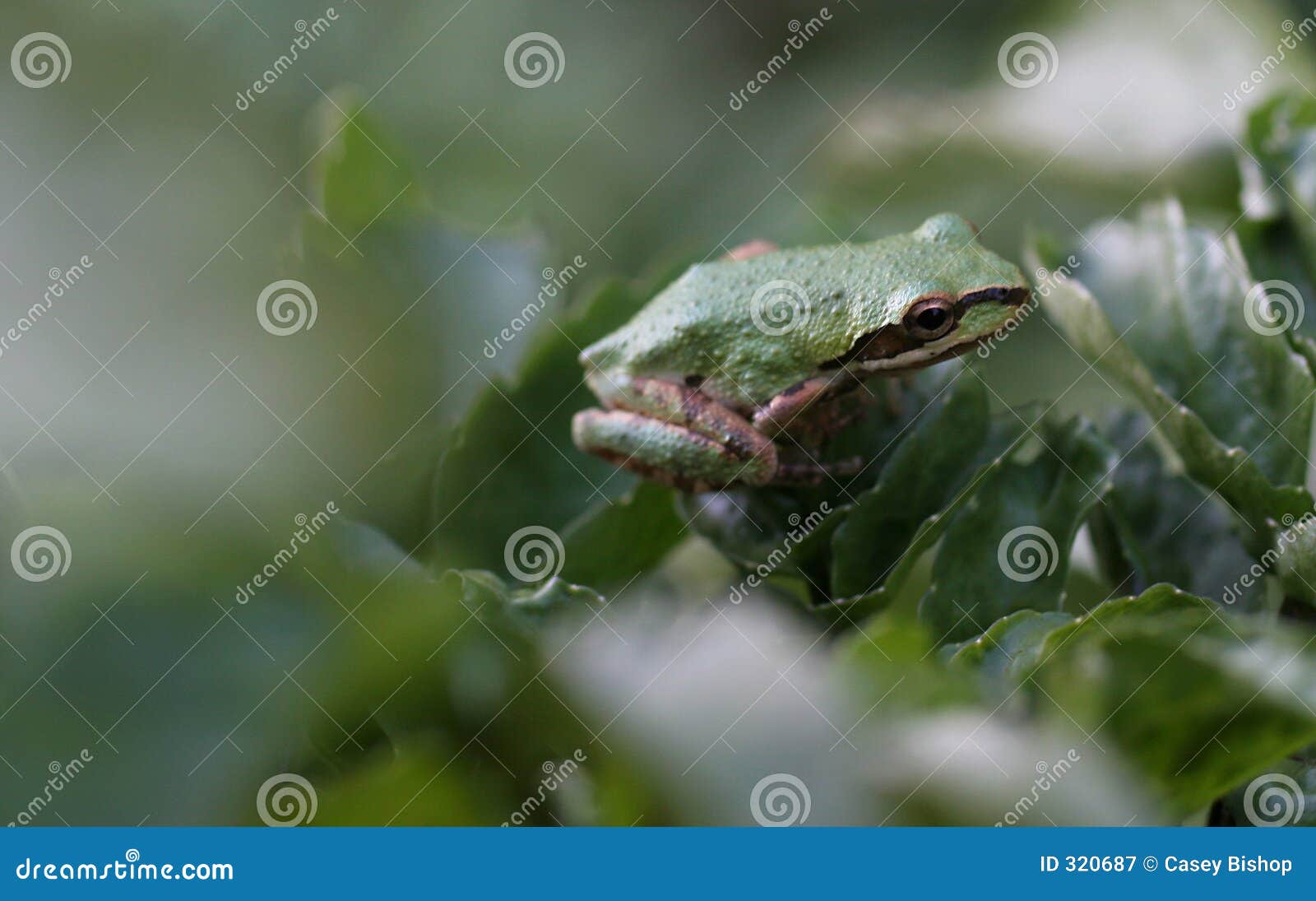 pacific tree frog - 1